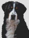 (image for) Bernese Mountain Dog 2